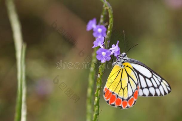 蝴蝶,普通的贾泽贝尔熟食店油加律属植物-关-在上面