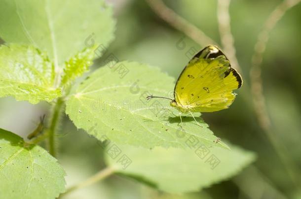 蝴蝶,普通的草黄色的-辣椒斯里伊桑卡
