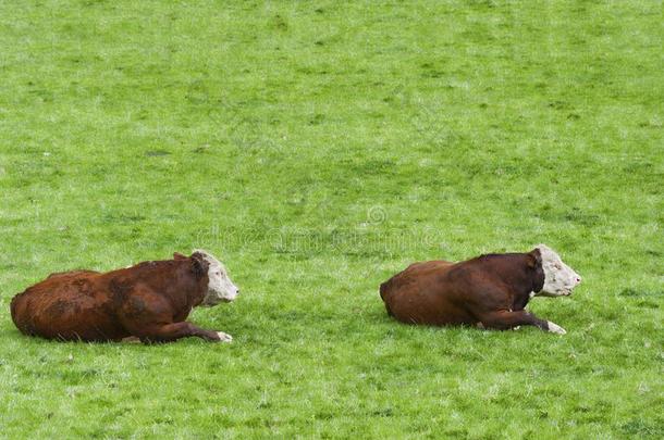 两个赫里福种的食用牛公牛放置采用绿色的牧草地