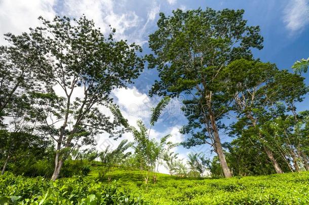 茶水灌木,树被环绕着的在旁边热带的森林.