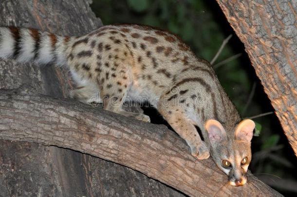 博茨瓦纳:非洲的野猫,夜的动物,快要绝种的物种