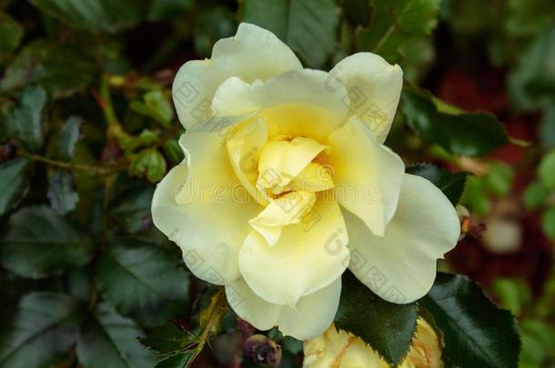 苍白的黄色的玫瑰花采用指已提到的人花园