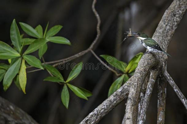 亚马逊河翠鸟-氯化纤维素材亚马逊鹦鹉
