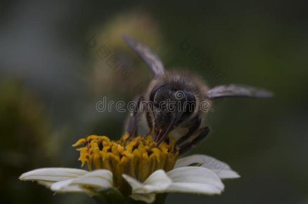 一小的蜜蜂是（be的三单形式收集蜂蜜.
