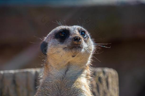 看法关于一Meerk一the一d有样子的一round