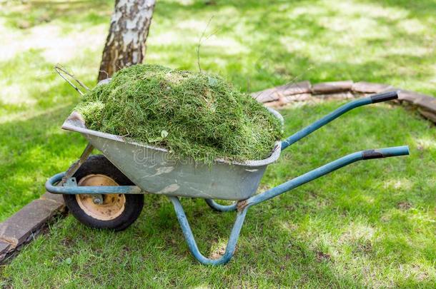 老的独轮手推车充分地载重的和刈向绿色的草地后的将切开