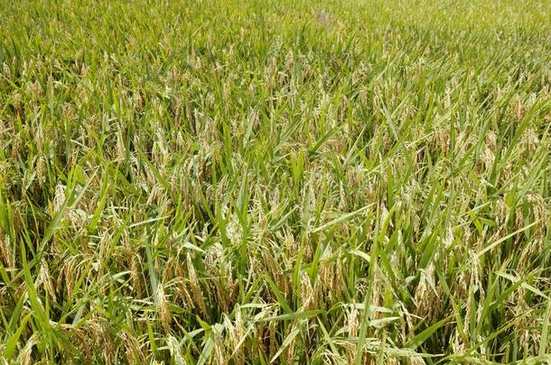 成熟的稻,<strong>风干</strong>土坯三原色红绿兰彩色值
