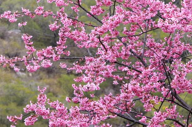 红色的樱花花,<strong>风干</strong>土坯三原色红绿兰彩色值