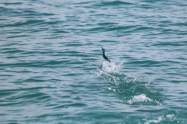 旗鱼用于跳跃的向指已提到的人海表面和盐水的斑点