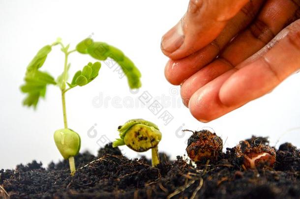 农业和播种植物<strong>种子生长</strong>的步观念