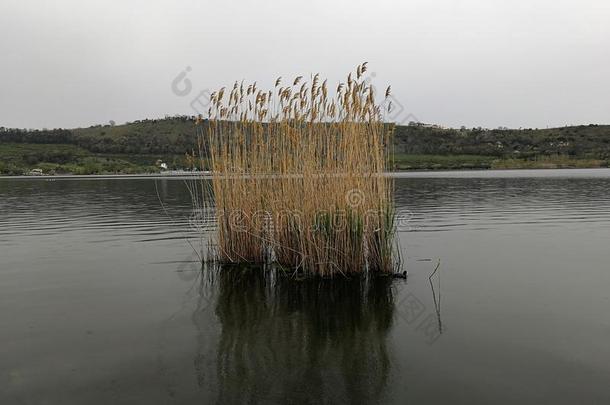 湖夏天-芦苇和芦苇隔离的