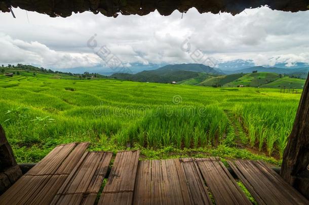 多云的一天和绿色的台地的稻田在发出的响声p我angendo悲哀的森林我