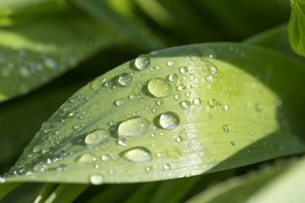 绿色的树叶和落下关于水珠或雨,美丽的背景idealmechanicalvantage理想的机械优势