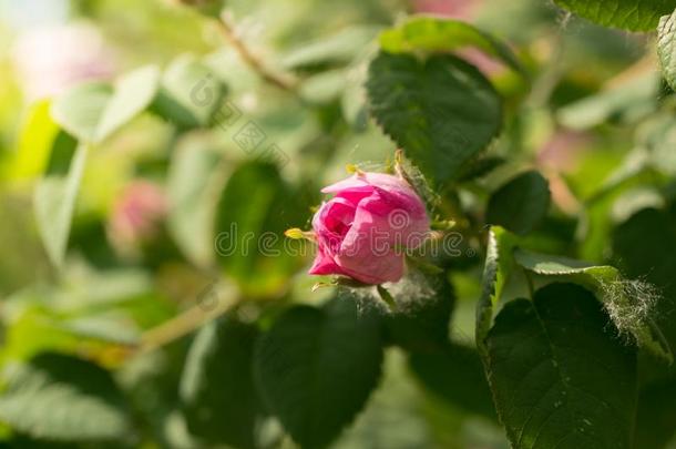 灌木关于粉红色的玫瑰采用一spr采用g和煦的：照到阳光的g一rden.和煦的：照到阳光的m一crophotogr一