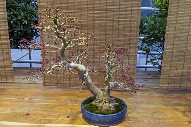 盆景树-日本人枫树