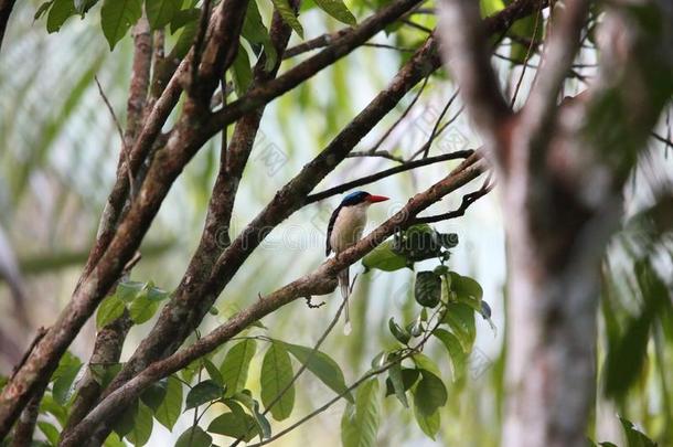 普通的天堂翠鸟采用莫罗泰岛,印尼
