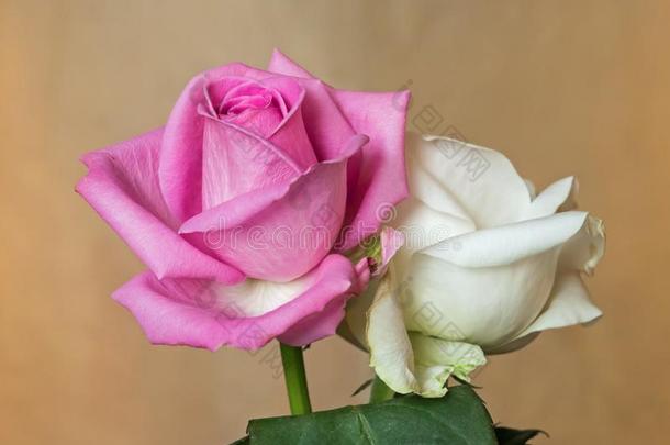 蔷薇花蕾粉红色的和白色的采用自然的光.