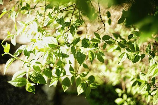 树枝绿色的树叶自然关-在上面在户外阳光阴影