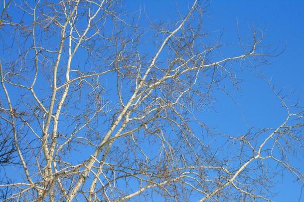 树树枝向一蓝色天在的时候冬