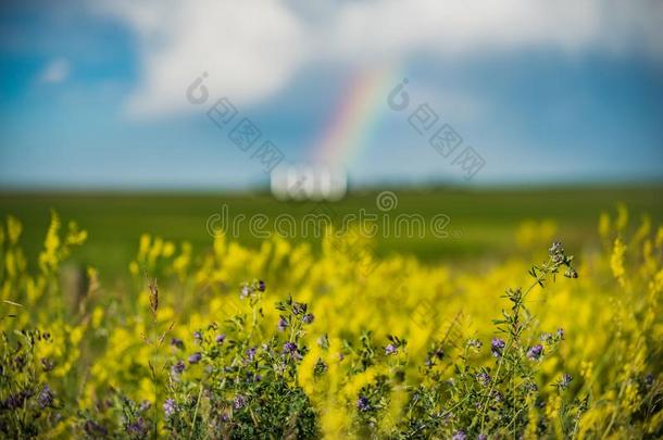 彩虹在的后面加拿大油菜田向大草原