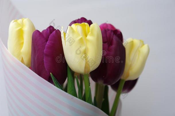微妙的花束关于黄色的和col.紫红色郁金香.