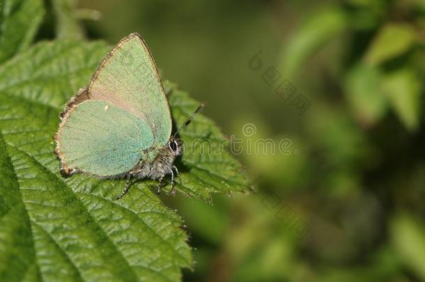 一令人晕倒的绿色的翅上有细纹的蝶蝴蝶卡拉弗瑞鲁比铲软英语字母表的第15个字母