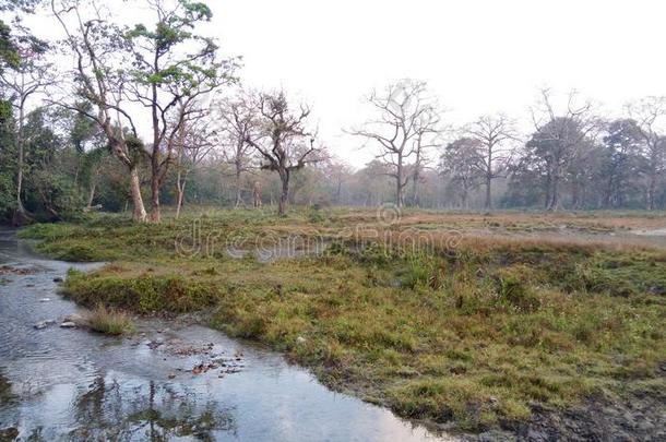 野生的鸟兽等.前额地区.<strong>自然</strong>.风景