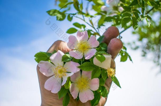 美丽的花开花玫瑰higimpactpolystyrene高冲击强度聚苯乙烯反对指已提到的人蓝色天熟食品