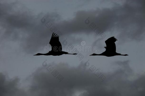 美国阿拉斯加州-轮廓关于两个沙丘鹤鹤采用飞行