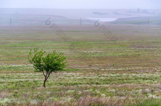 孤独的树采用干草原美丽的风景