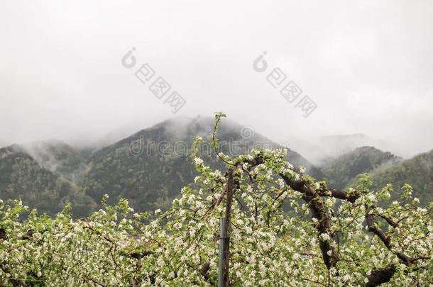 美丽的开花桃子树在让我们看看。不S在o,_其他组织者温泉