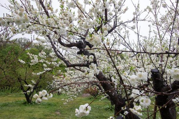 美丽的开花桃子树在让我们看看。不S在o,_其他组织者温泉