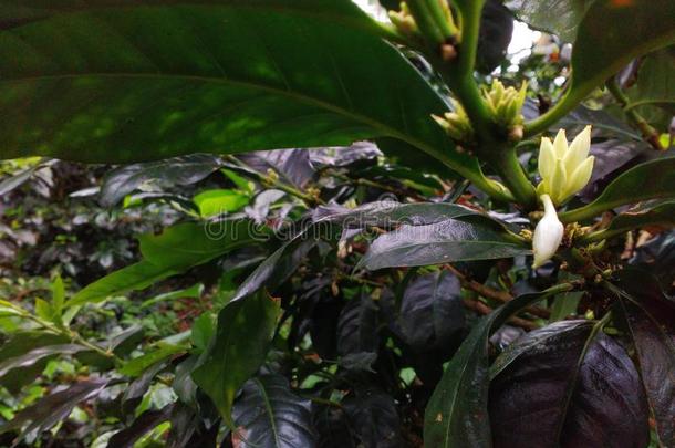 咖啡豆花躲藏在下面它的树叶