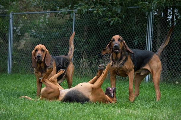 <strong>边疆</strong>猎狗美国阿拉斯加州Bloodhounds