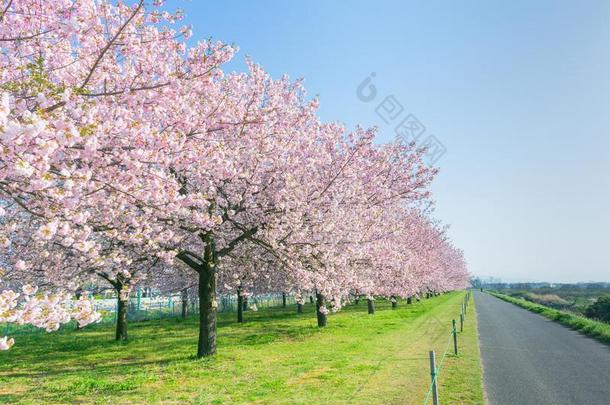 美丽的樱桃花树或樱花盛开的不中指已提到的人civilianobserverunit文官观察设备