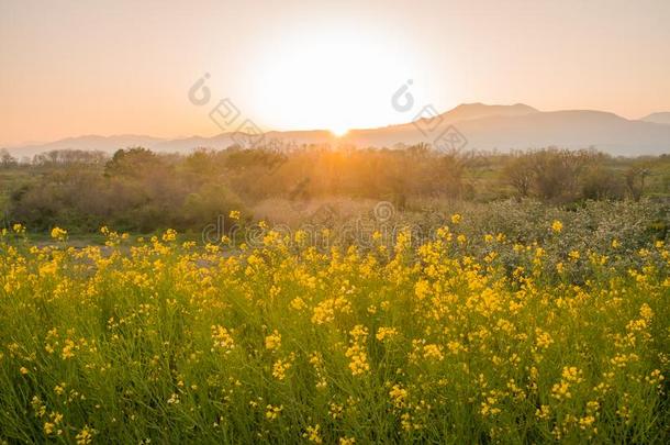 美丽的黄色的花开花采用太阳放置,纳莫哈纳花