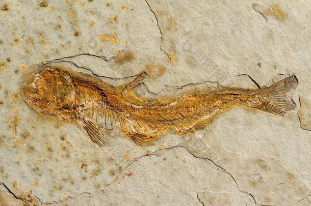 一110-百万年老的鱼化石,狼翅目