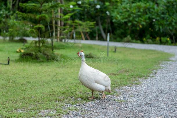 家庭的白色的畿尼鸡是（be的三单形式步行向绿色的草.