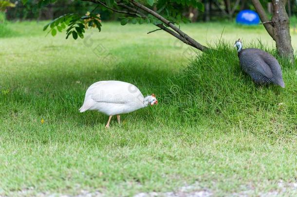 家庭的白色的和灰色畿尼鸡是（be的三单形式步行向绿色的草.