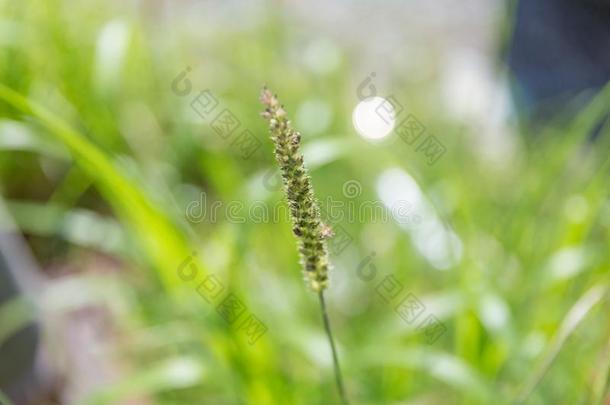 美丽的单一的花草-黄足针状线虫或较小的