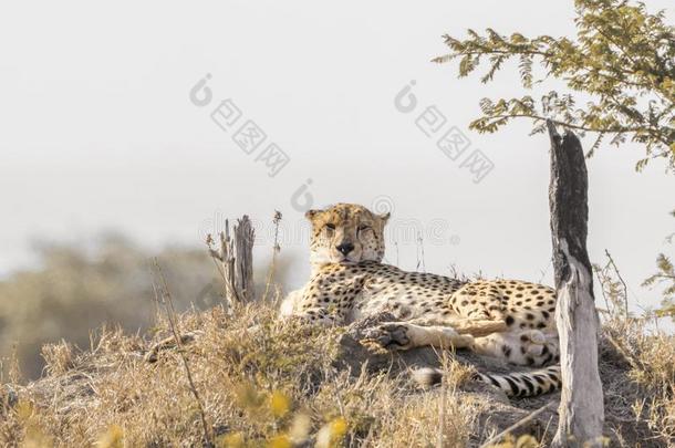 非洲猎豹采用即Kruger国家的公园,南方非洲