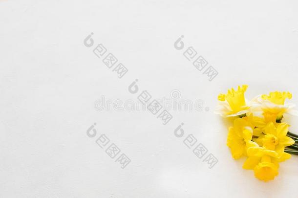 黄色的水仙白色的背景春季花