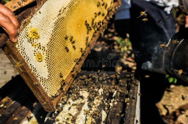 取出关于人造的蜂窝和烟采用蜂蜜农场