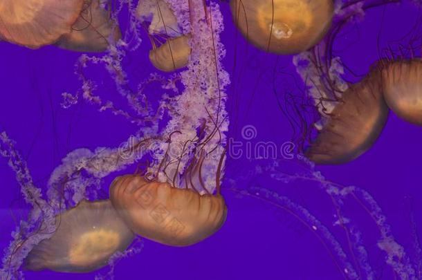 num.五美丽的极端的水母采用指已提到的人海
