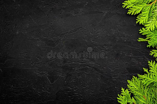 刺柏属丛木或树木框架为海报或设计.刺柏属丛木或树木树枝向黑的波黑