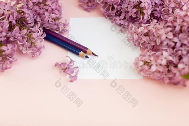 纸关于白色的干净的纸和春季花丁香花属,向一颜色