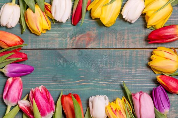 富有色彩的春季郁金香花向绿色的木制的背景同样地同意