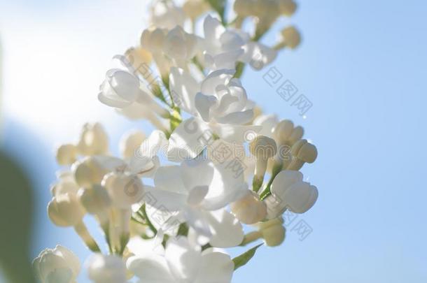 美丽的白色的紫丁<strong>香</strong>属的植物寻常的花采用太阳光