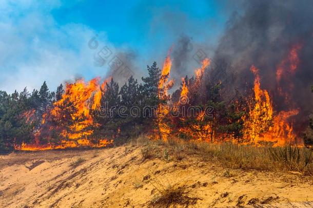 发展关于森林火.火焰是（be的三单形式出发损害关于树干