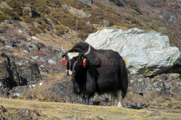 牦牛动物采用喜马拉雅山脉mounta采用小路